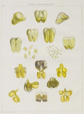 26612
<br/>
Illustrations of orchidaceous plants; by Francis Bauer ; with notes and prefatory remarks by John Lindley.
<br/>
<em></em>